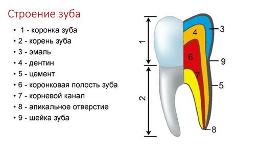 Анатомия зубов - презентация онлайн